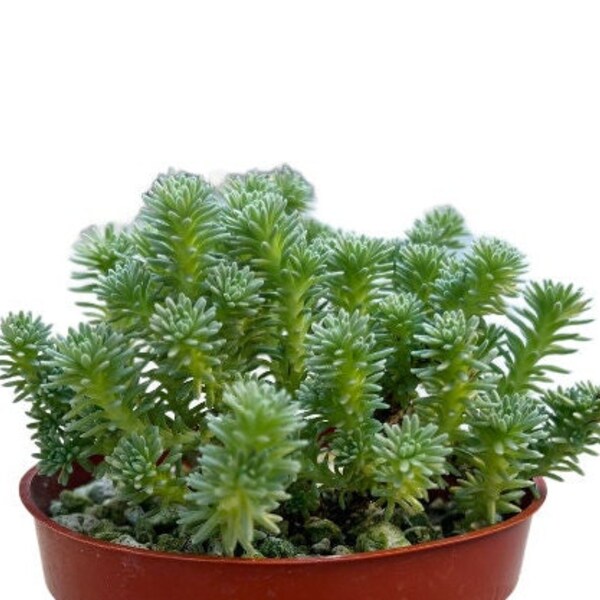 Joshua Tree Plant - Etsy