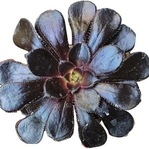 Black Rose | 2 inch | Aeonium Zwarktop | Black Beauty | Live Succulent Plant | Indoor Plant | House Plant