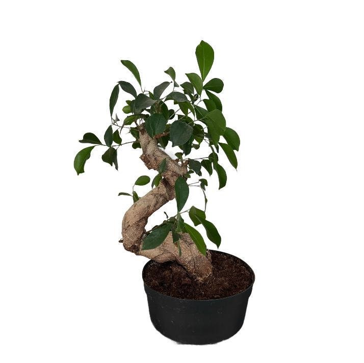 エバーフレッシュ 143cm８号 S-shaped tree form エバーフレッシュ 137cm S-shaped tree form 8号