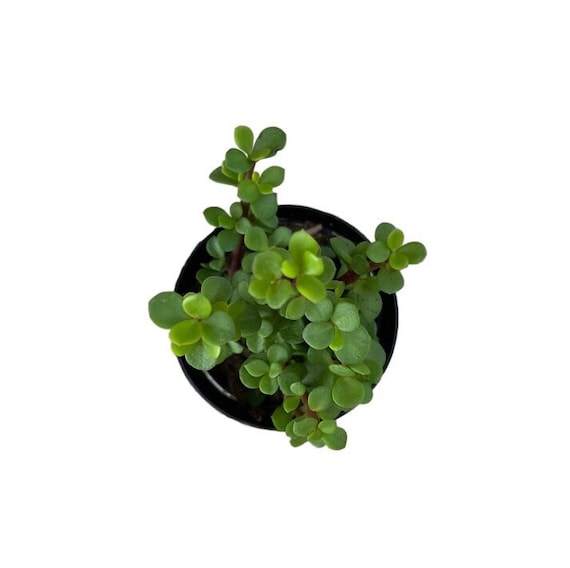 Minima Lilliput Elephant Bush | 2.5 inch | Portulacaria afra minima  lilliput | Live Succulent Plant | Indoor Plant | House Plant
