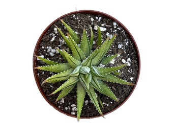 Variegated Zebra Plant | 4 inch | Haworthia | Live Succulent Plant | Indoor Plant | House Plant | Drought Tolerant