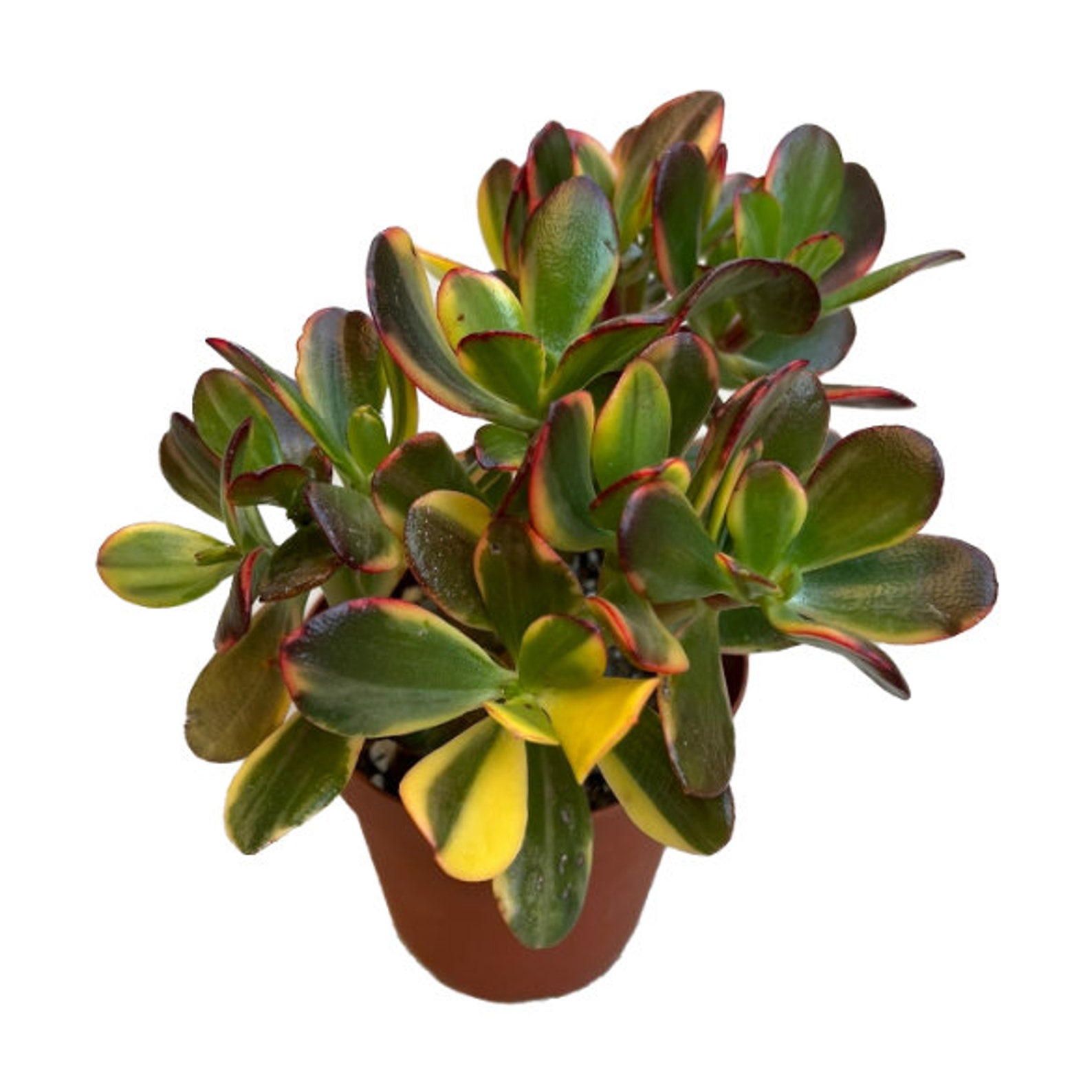 Variegated Lemon N Lime Jade Plant 4 Inch Live Succulent Etsy