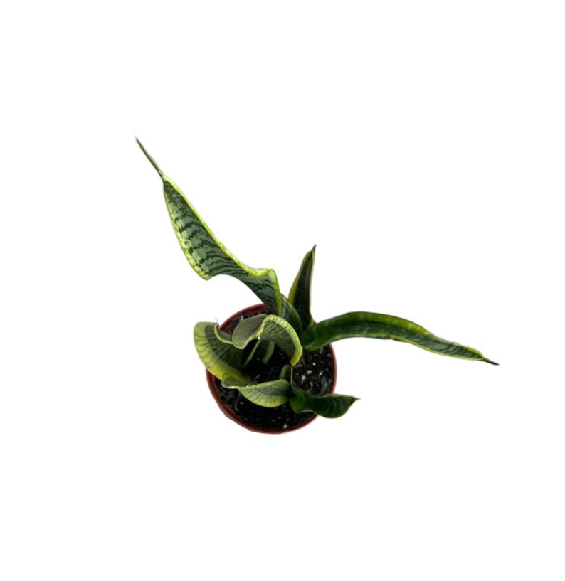NativeWestCalifornia Snake Plant Laurentii - Thumbnail 3