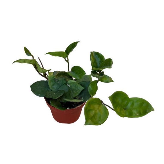 Hoya Carnosa 'chlesea' | 4 Inch | Hoya Wax Plant | Live Indoor Houseplant -  Etsy