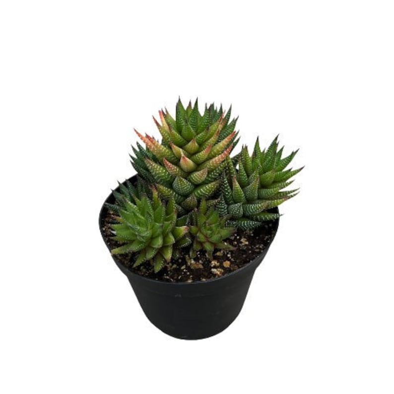 NativeWestCalifornia Haworthia Coarctata - Thumbnail 2