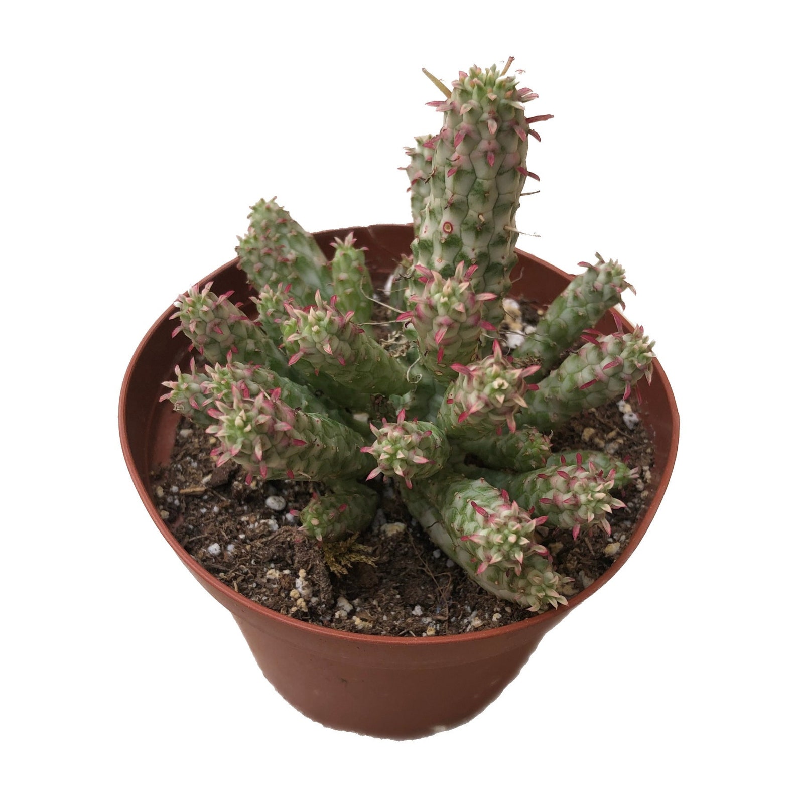 Variegated Corn Cob Cactus 4 Inch Succulent Live Plant Etsy