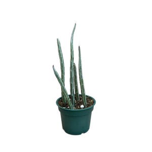 May include: A potted plant with slender, upright stems and a dark green pot. The plant's stems are a light green color with darker green stripes. The pot is a solid, matte dark green color, and the soil is visible at the top.