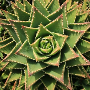Golden Tooth Aloe - Etsy