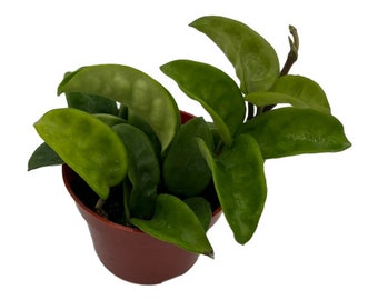 Hoya Carnosa 'madara Green Edge' | 2-inch | Exact Plant | Free