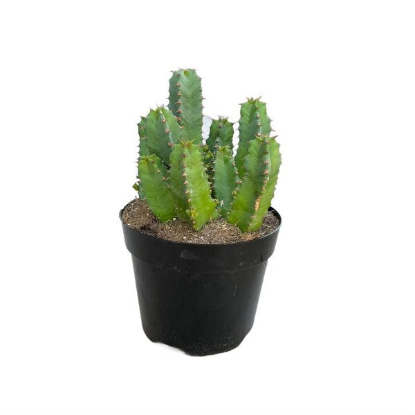 Moroccan Mound No 01 | 8 inch | Euphorbia resinifera | Resin Spurge | Live Cactus Plant | Succulent | Indoor Plant | Drought Tolerant