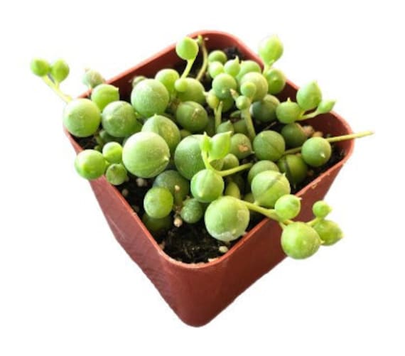 String of Pearls | 2 inch | Rosary Vine | Live Succulent Hanging Plant | Indoor Plant | House Plant