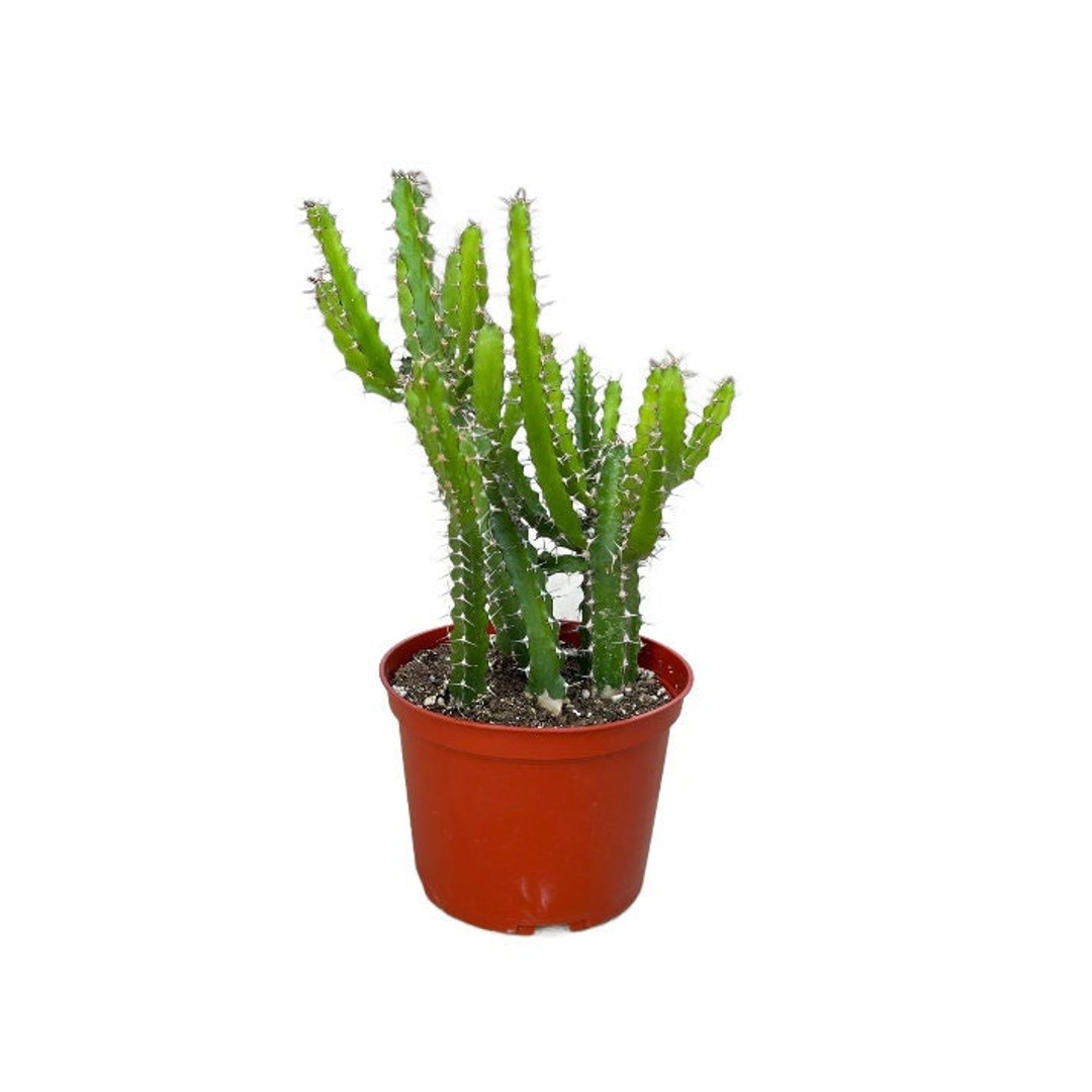 Devil Finger Cactus No 01 6 Inch Lady Finger Cactus Live Cacti Plant