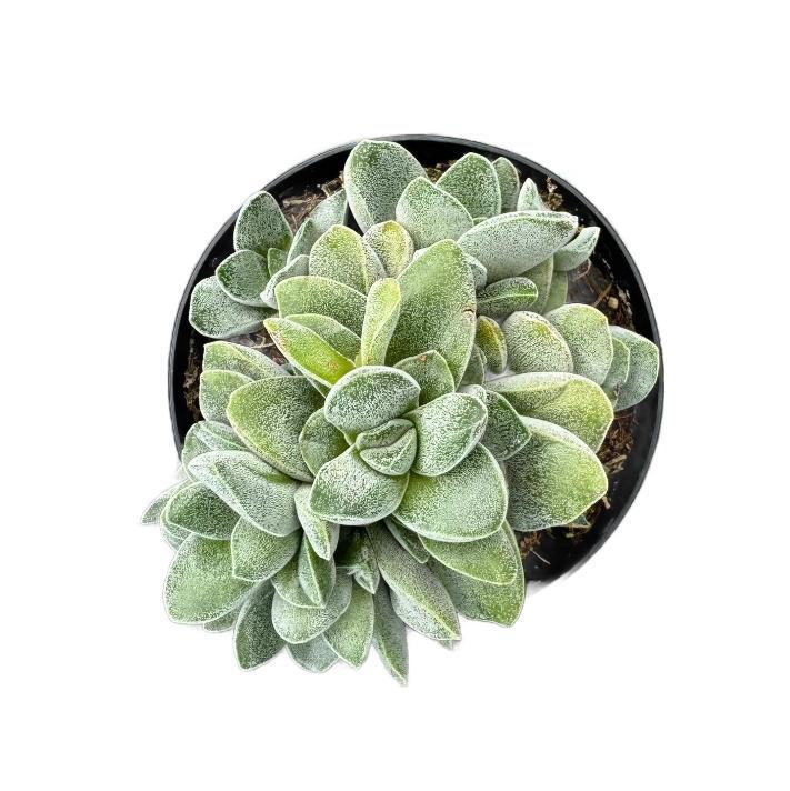 Silver Springtime | 4 inch | Morgan's Beauty | Crassula | Live Succulent Plant | Indoor Plant | House Plant
