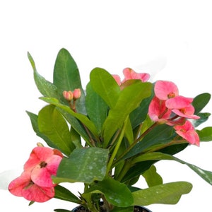 Crown of Thorns PINK | 4.25 inch | Corona de Cristo Succulent | Euphorbia Milii | Live Succulent | Indoor Plant