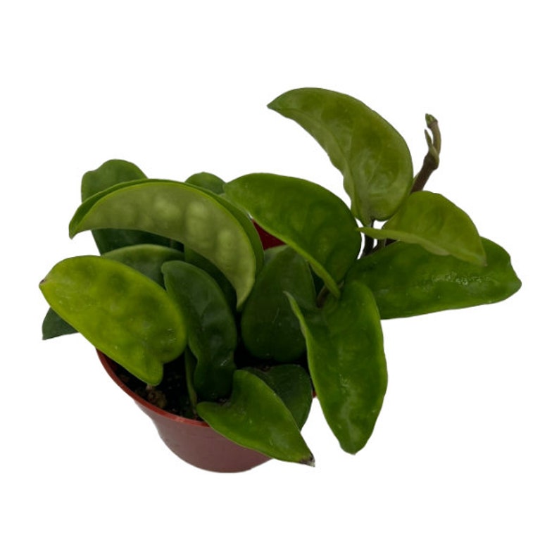 NativeWestCalifornia Hoya Carnosa - Thumbnail 2