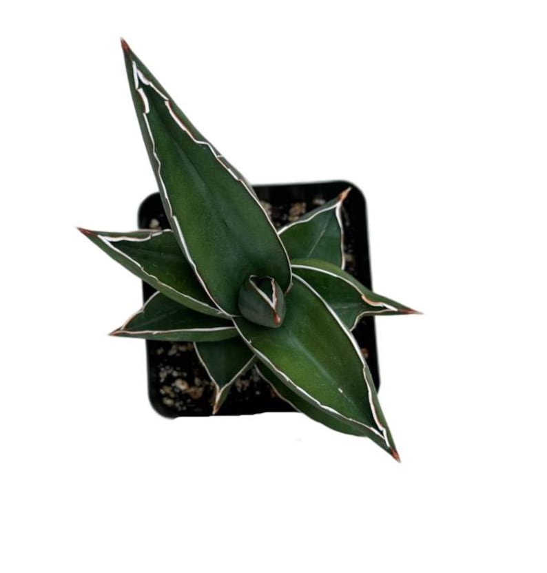 Sansevieria Samurai Snake Plant - Thumbnail 2
