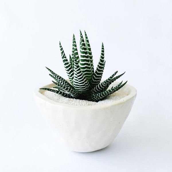 Zebra Plant | 2 inch | Haworthia Fasciata | Live Succulent Plant | In…