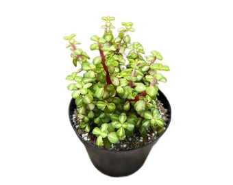 Kaleidoscope Succulent- Variegated Portulacaria Afra - Etsy