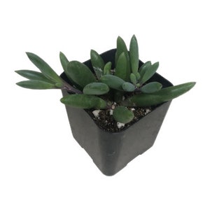 May include: A small green succulent plant in a black square pot. The plant has long, thin leaves that are clustered together.