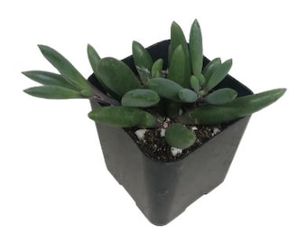 Ruby Necklace | 2 inch | Little Pickle | Live Succulent Hanging Plant | Indoor Plant | House Plant