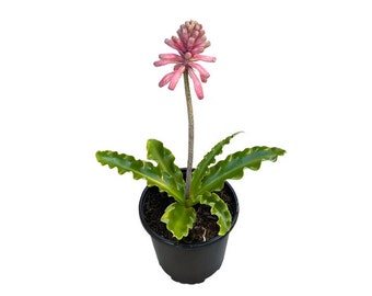 Forest Lily | 1 Gallon | Cape Lily | Veltheimia Bracteata | Live Succulent Plant | Cactus | Indoor Plant | House Plant | Drought Tolerant