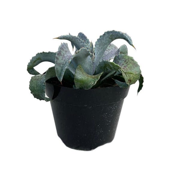 Yei Tao 大眼 Cthulhu Agave utahensis | Willing plant