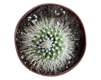 Native Un Pico Cactus | 4 inch | Mammillaria Spinosissima | Live Cactus Plant | Succulent | Indoor Plant | House Plant