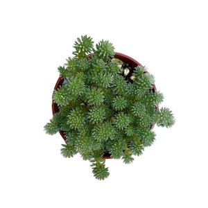 May include: A small potted succulent plant with green leaves in a brown pot. The plant is a popular choice for indoor gardening and is known for its low-maintenance care.