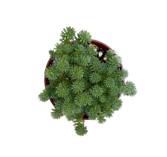 Miniature Joshua Tree | 4 inch | Pygmy Joshua Tree | Live Succulent Plant | Indoor Plant | House Plant | Drought Tolerant