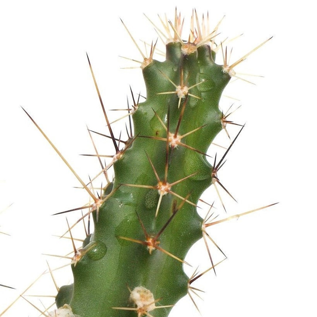 Devil Finger Cactus 2 Inch Lady Finger Cactus Live Cacti Etsy