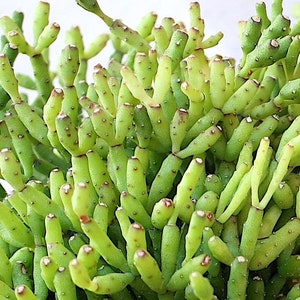 May include: Close-up of a green succulent plant with segmented stems and small brown spots. The plant has a unique, textured appearance, with multiple stems branching out. The overall color is a vibrant green, with some stems showing a lighter shade.