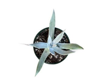 Giant Chalk Dudleya | 4 inch | Dudleya Brittonii | Live Succulent Plant | Indoor Plant | House Plant