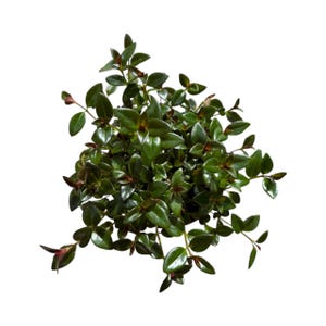 Roślina Złota Rybka | 15 cm | Nematanthus gregarius | Roślina Żywa | Roślina Doniczkowa | Roślina Domowa zdjęcie 3