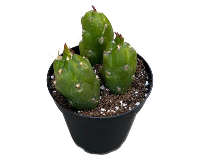 Opuntia Gumbi Cactus at Minnie Lopez blog