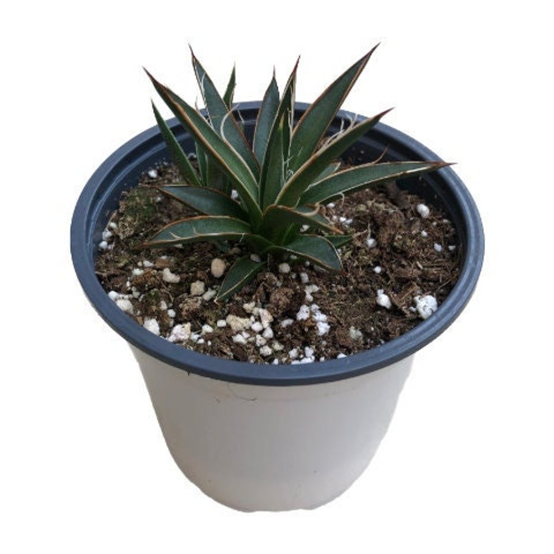 Thread Leaf Agave 4 Inch Live Succulent Plant Cactus Etsy