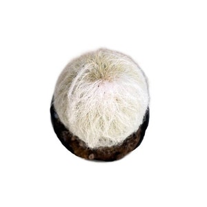 May include: A white, fuzzy cactus with a pink center, potted in a brown pot.