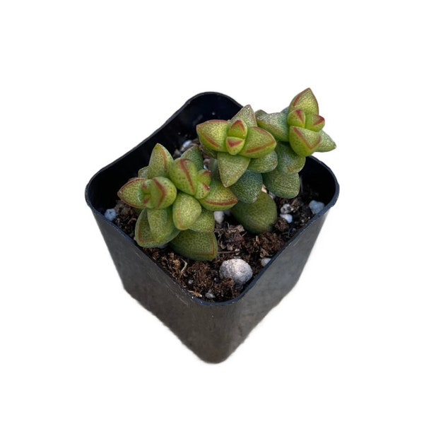 Crassule Brevifolia | 2 pouces | Plante succulente vivante | Plante d'intérieur | Plante d'intérieur | Résistant à la sécheresse