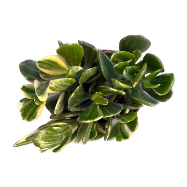 Variegated Jade Plant | 4 inch | Live Succulent Plant | Indoor Plant | House Plant