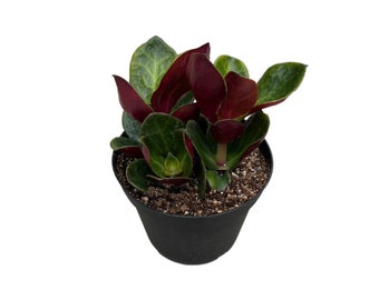 Pondoland Crassula | 6 inch | Crassula Streyi | Live Succulent Plant | Indoor Plant | House Plant