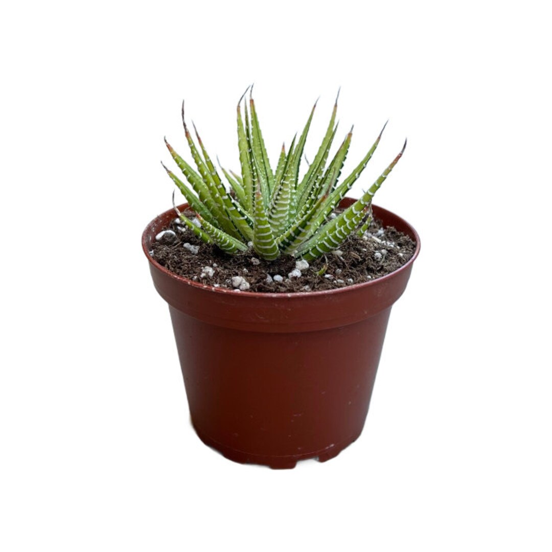 Variegated Zebra Plant 4 Inch Haworthia Live Succulent Etsy