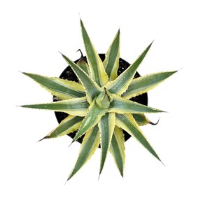 Agave Cornelius - Etsy