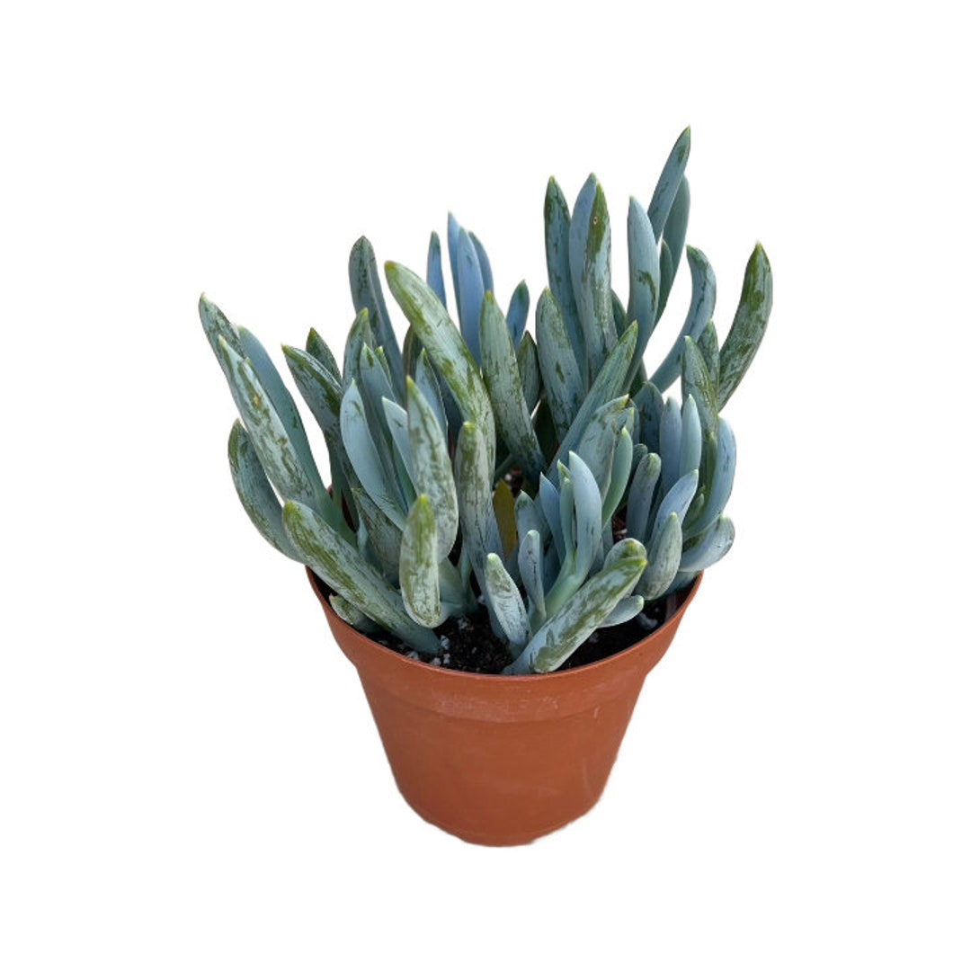 Blue Chalk Fingers 4 Inch Live Succulent Plant Indoor Etsy
