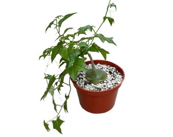 Bigfoot Plant | 6 inch | Gerrardanthus Macrorhizus | Blob Plant | Live Succulent Plant | House Plant | Indoor Plant