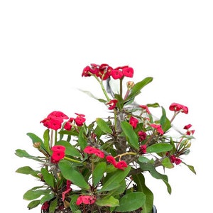 Crown of Thorns RED | 1 Gallon | Corona de Cristo Succulent | Euphorbia Milii | Live Succulent | Indoor Plant | Drought Tolerant