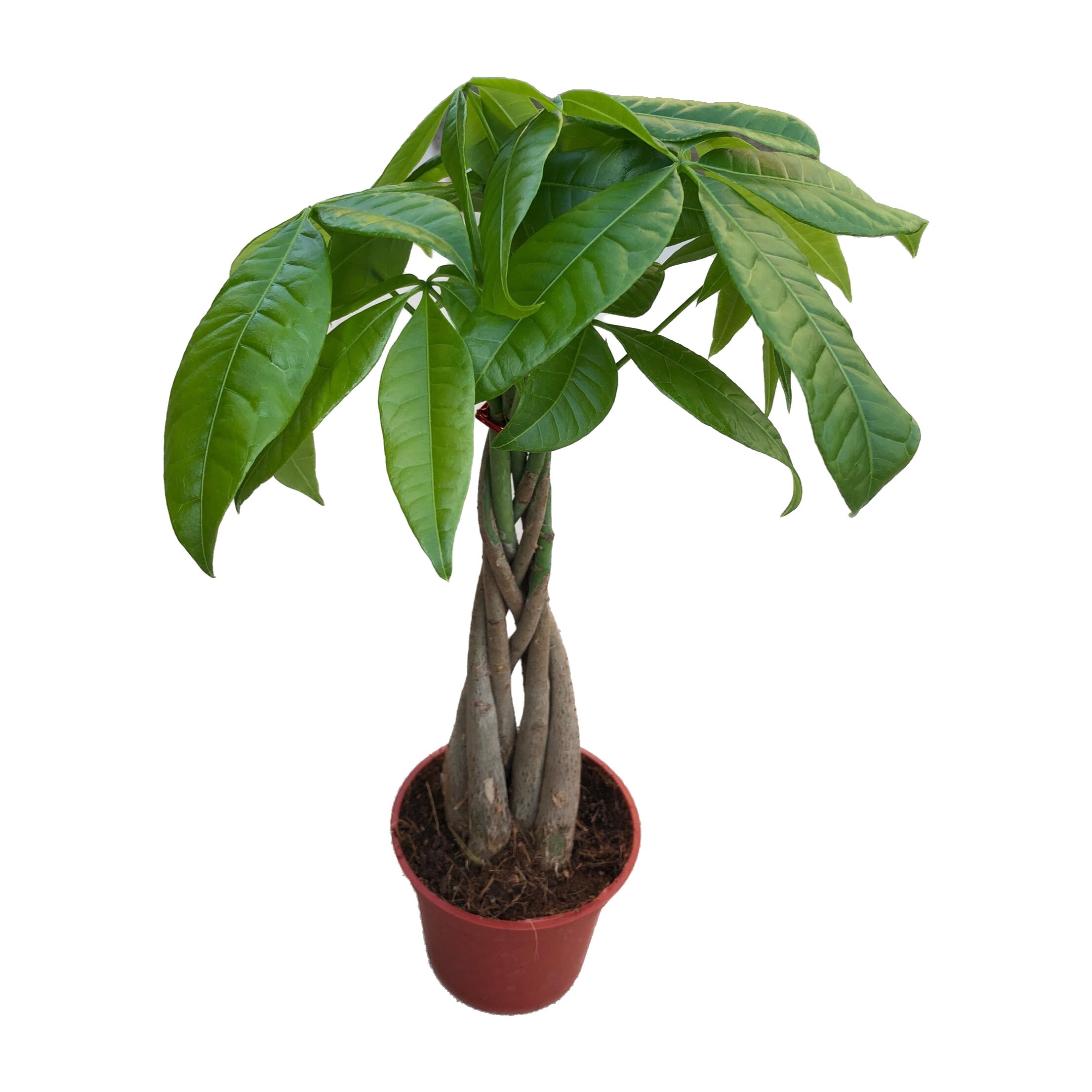 Chinese Money Tree 5 inch Live House Plant Indoor Plant Etsy