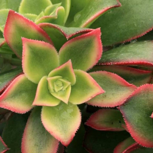 Aeonium Kiwi | 2 inch | Live Succulent Plant | Indoor Plant | House Plant