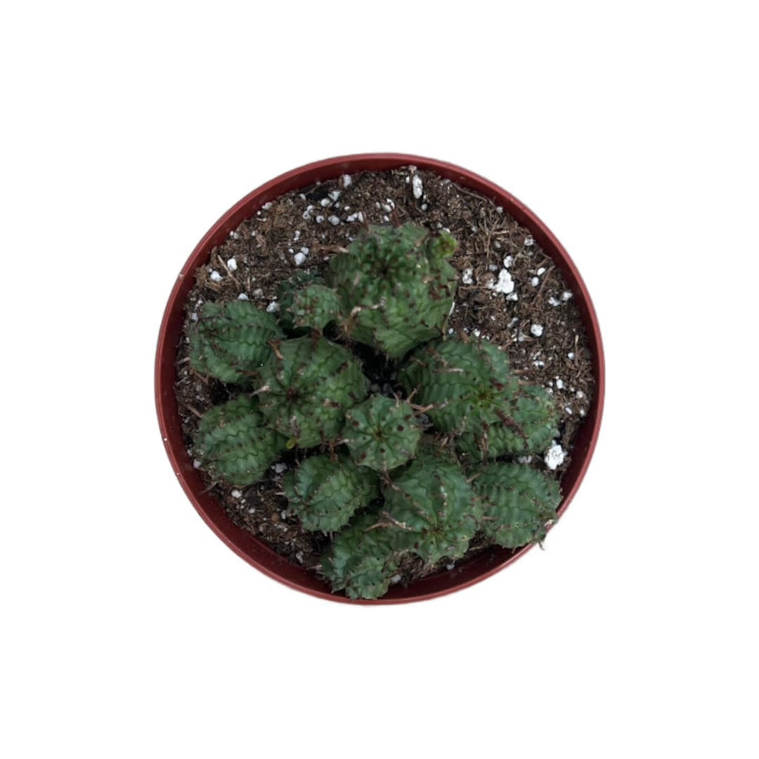 Euphorbia Monstrose Cactus | 4 Inch | Live Cactus Plant | Succulent ...