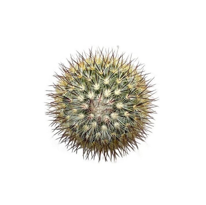 mammillaria gigantea Mammillaria compressa 25 Seeds  thegardenofset