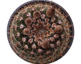 Notocactus Schlosseri Cactus | 2 inch | Live Cactus Plant | Succulent | Indoor Plant | House Plant