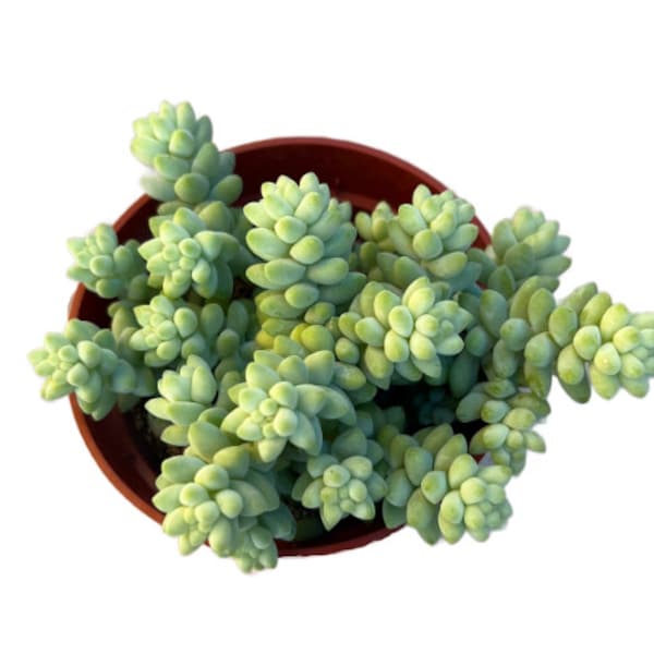 Donkey Tail | 4 inch | Burro's Tail | Sedum Morganianum | Live Succulent Hanging Plant | Indoor Plant | House Plant